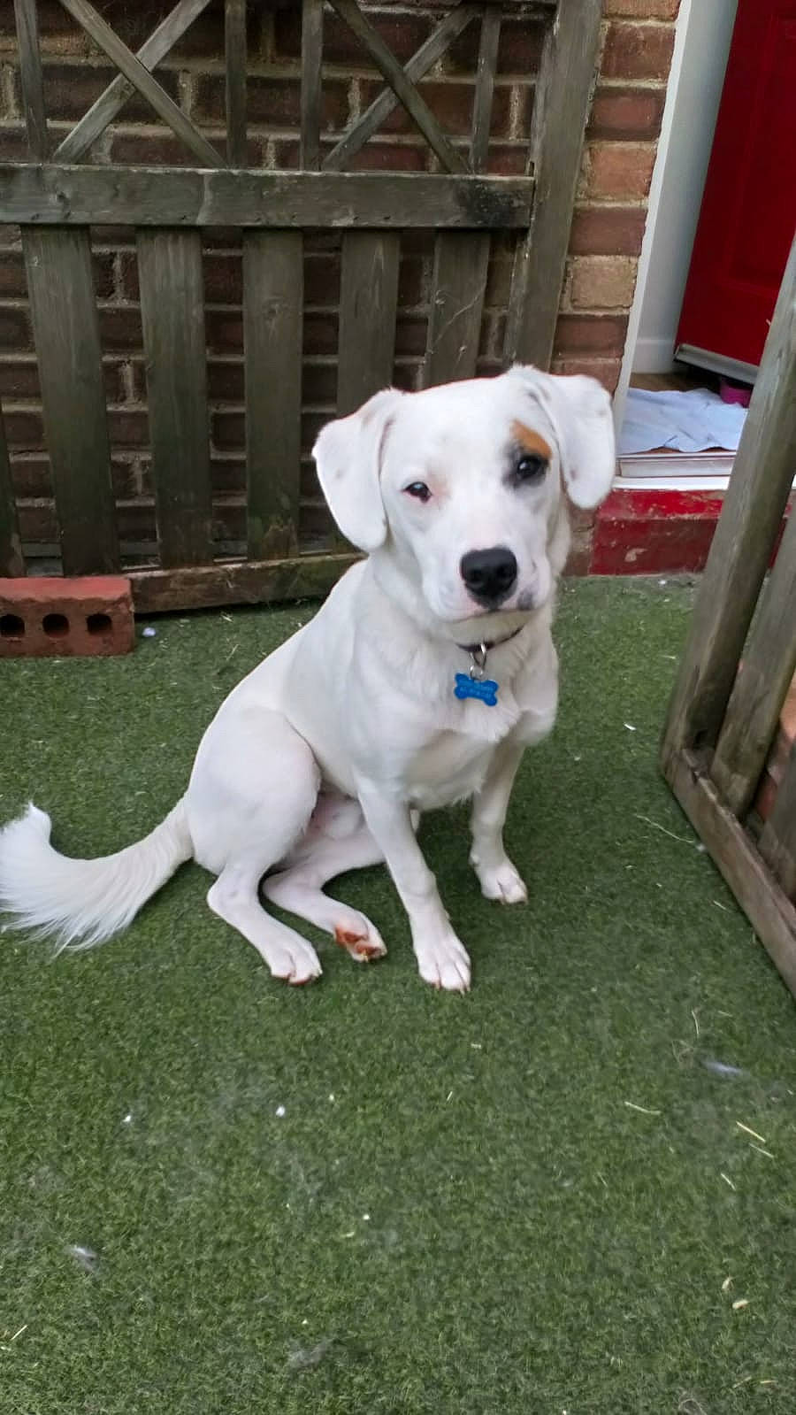 Bonzo joined the competition — help win amazing prizes! canidae, carnivore, companion_dog, dog, dog_breed, dogo_argentino, dogo_guatemalteco, grass, labrador_retriever, mammal, non_sporting_group, puppy, rajapalayam, rare_breed_dog, sporting_group, tail, vertebrate