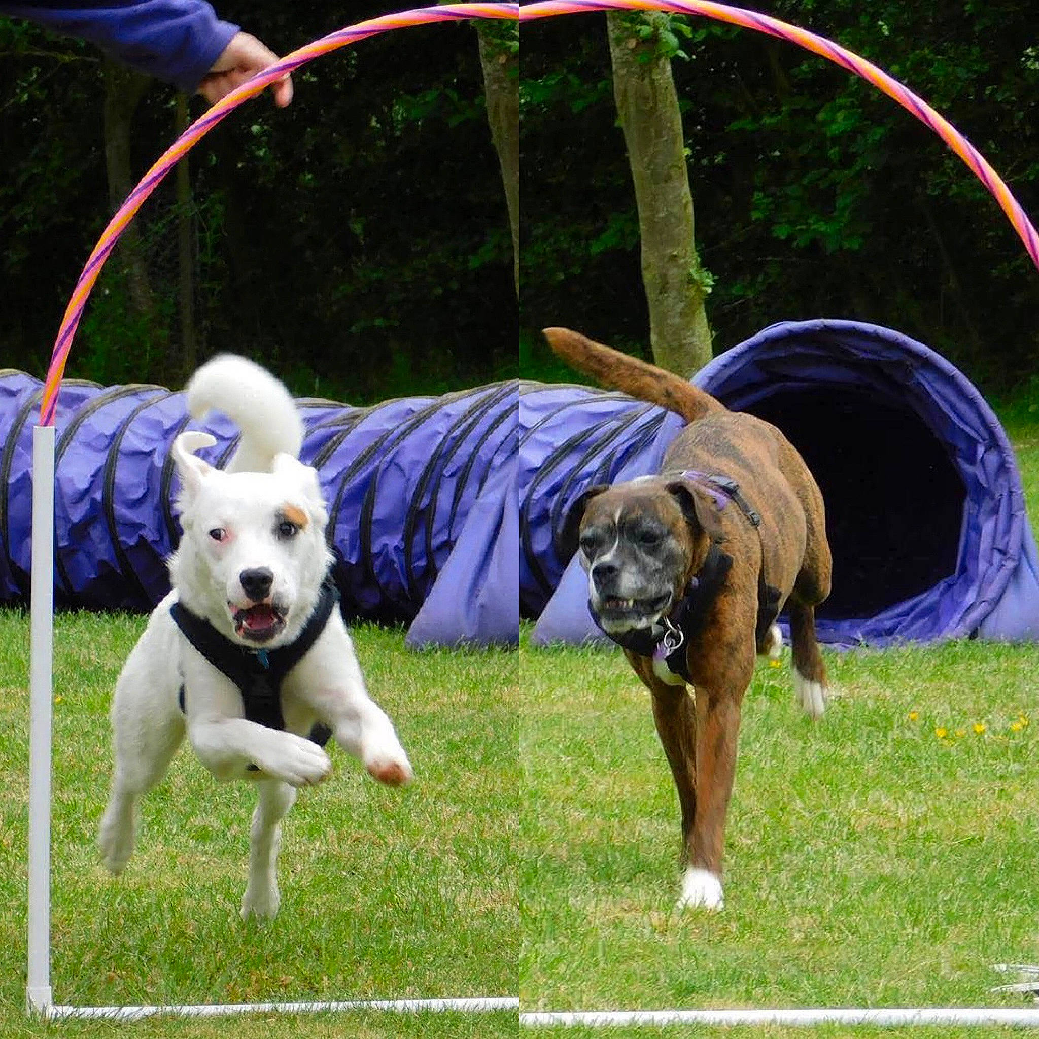 Bonzo joined the competition — help win amazing prizes! canidae, carnivore, dog, dog_agility, dog_breed, dog_sports, flyball, non_sporting_group, obedience_training, sporting_group, working_dog
