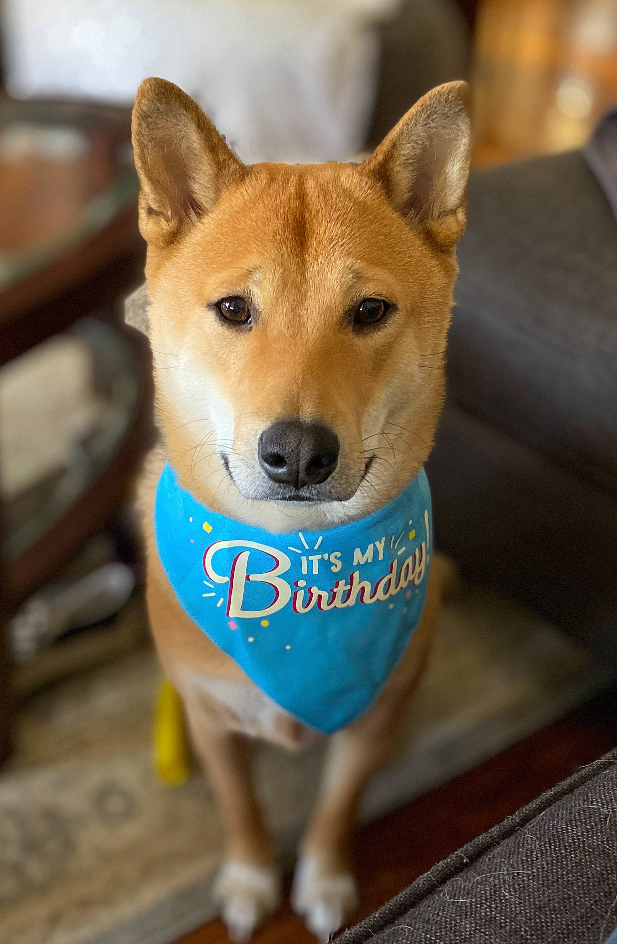 Goku joined the competition — help win amazing prizes! ancient_dog_breeds, canidae, carnivore, companion_dog, dog, dog_breed, dog_supply, electric_blue, fawn, flooring, fur, non_sporting_group, snout, spitz, tail, terrestrial_animal, whiskers, wood, working_animal