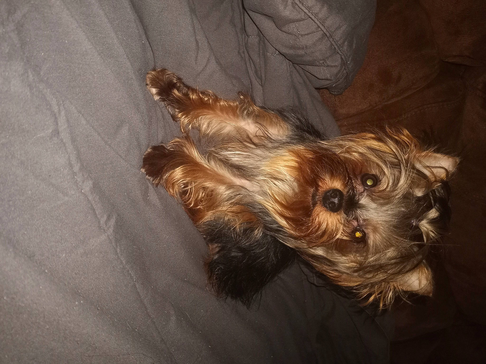 Nora joined the competition — help win amazing prizes! canidae, carnivore, companion_dog, dog, dog_breed, fawn, fur, liver, small_terrier, sporting_group, tail, terrier, toy_dog, working_animal, yorkipoo