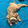 kitten, cat, orange_cat, fluffy, pet, animal, cute, lying_down, blue_quilt, pink_paw_pads, stretching, indoor, curious, feline, young_cat, soft_fur, playful, relaxed, bed, cozy