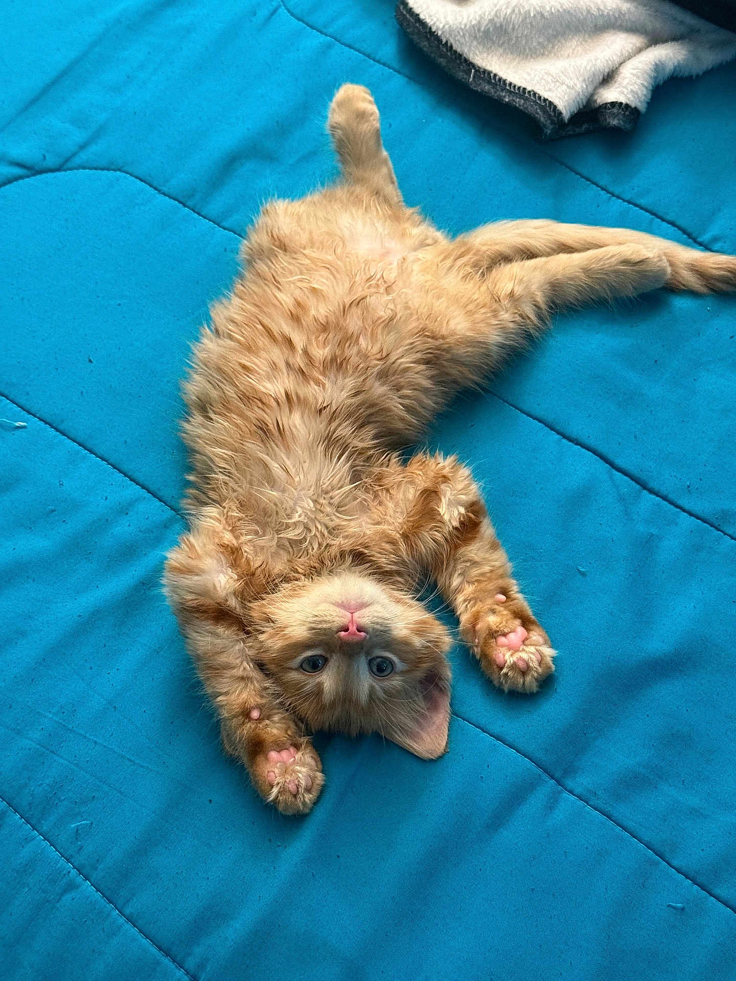 Chucky is registered to the contest to win money with this photo: kitten, cat, orange_cat, fluffy, pet, animal, cute, lying_down, blue_quilt, pink_paw_pads, stretching, indoor, curious, feline, young_cat, soft_fur, playful, relaxed, bed, cozy