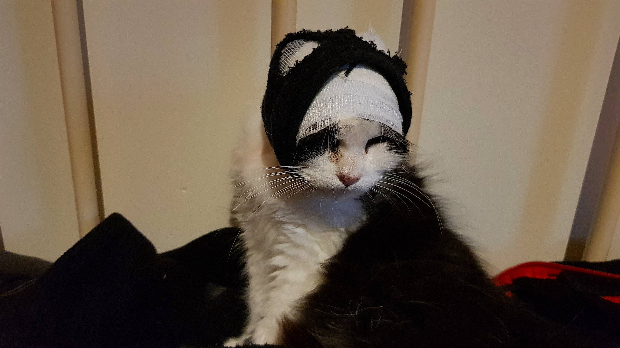 Piloupette a rejoint le concours — aidez-le/la à gagner de superbes lots ! beanie, carnivore, cat, claw, comfort, domestic_short_haired_cat, eye, felidae, foot, fur, hat, moustache, paw, small_to_medium_sized_cats, snout, tail, whiskers, window