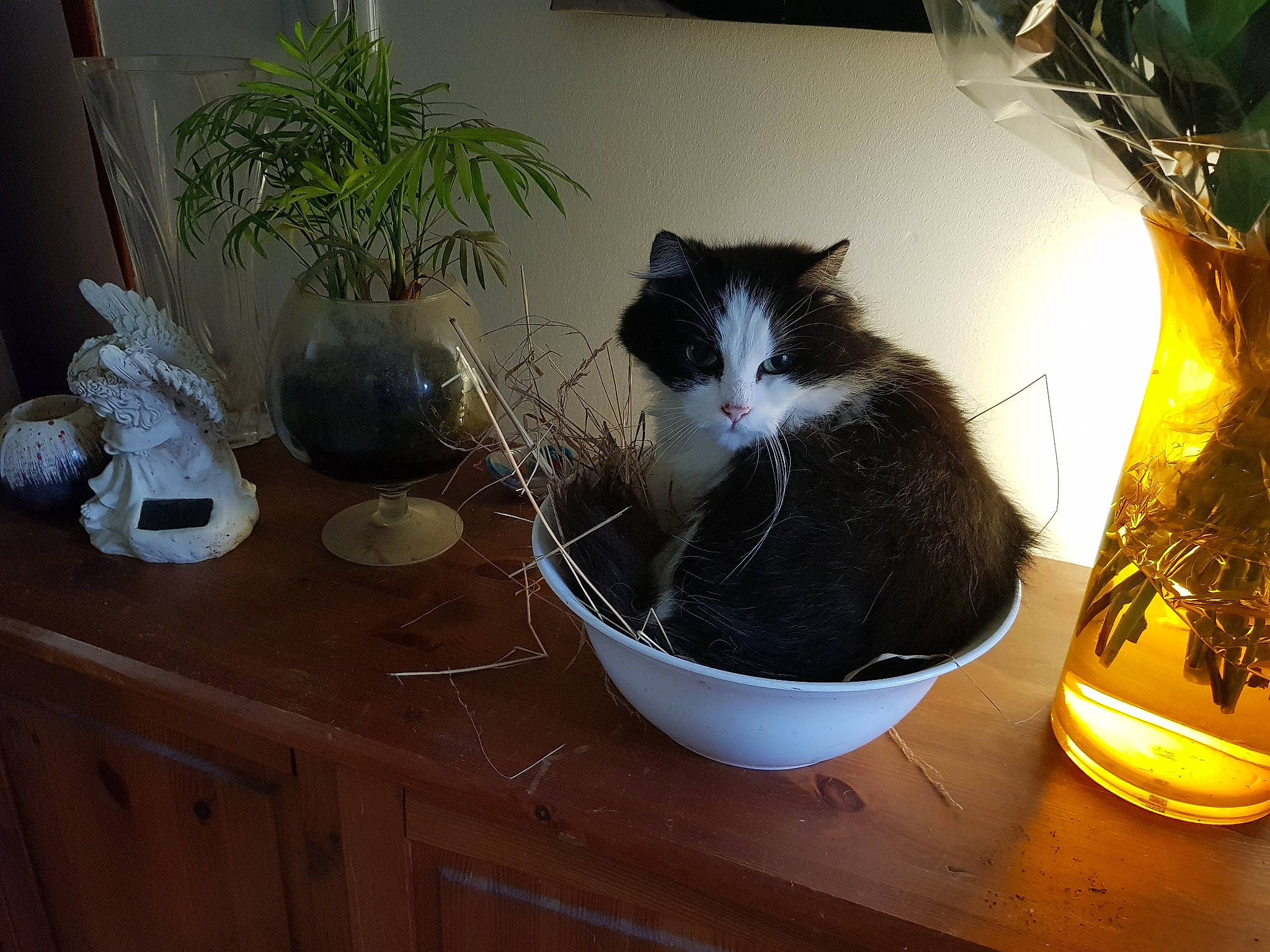 Piloupette a rejoint le concours — aidez-le/la à gagner de superbes lots ! bottle, cabinetry, carnivore, cat, cat_supply, domestic_short_haired_cat, felidae, flooring, flowerpot, fur, grass, hardwood, herb, houseplant, plant, room, small_to_medium_sized_cats, tail, whiskers, wood