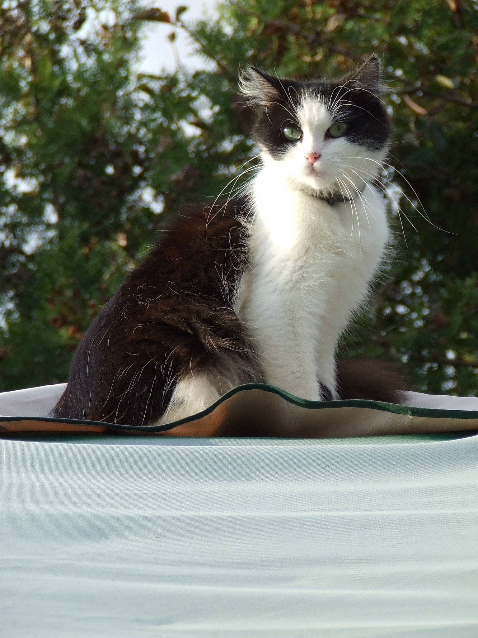 Piloupette a rejoint le concours — aidez-le/la à gagner de superbes lots ! automotive_window_part, carnivore, cat, domestic_short_haired_cat, felidae, foot, formal_wear, fur, grass, paw, plant, sitting, small_to_medium_sized_cats, tail, tree, water, whiskers, window, windshield