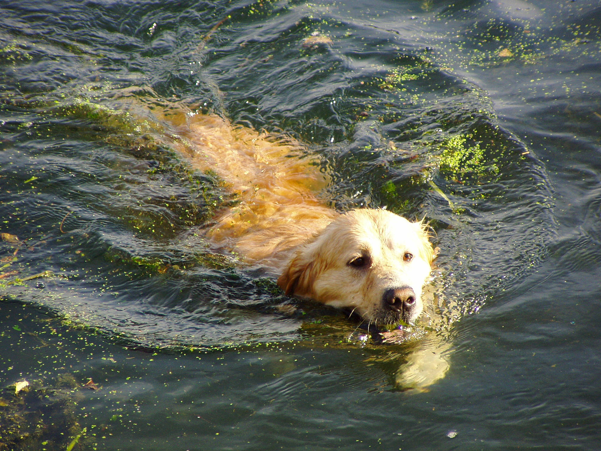 Onyx participe au concours pour gagner de l'argent avec cette photo : canidae, carnivore, companion_dog, dog, dog_breed, fluid, grass, lake, liquid, ocean, retriever, small_terrier, snout, sporting_group, watch, water, watercourse, wildlife, wind_wave, working_animal