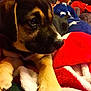 Harley joined the competition — help win amazing prizes! puppy, dog, blanket, couch, indoor, cozy, animal, pet, fur, resting, closeup, comfort, warm, star_pattern, two_dogs, relaxing, brown, black, living_room, companion