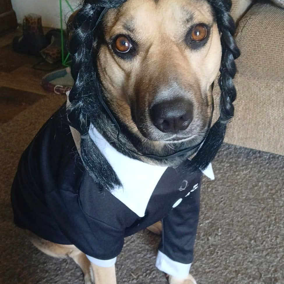 Harley joined the competition — help win amazing prizes! animal, black_suit, braids, brown_dog, carpet, costume, couch, cute, dog, domestic, funny, furniture, indoor, looking_at_camera, obedient, pet, portrait, sitting, white_collar, wig