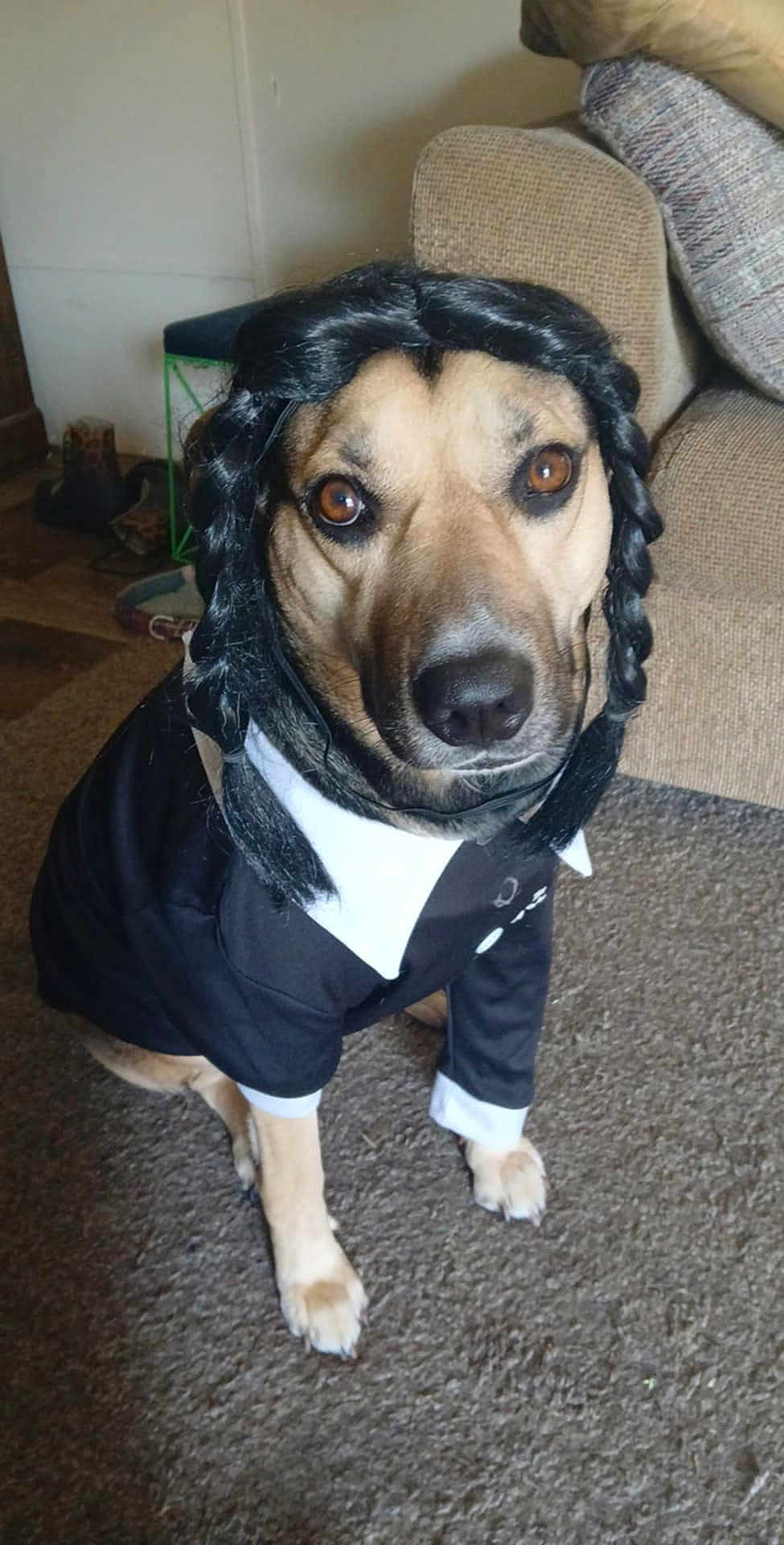 Harley joined the competition — help win amazing prizes! dog, costume, wig, braids, black_suit, white_collar, pet, indoor, carpet, furniture, couch, brown_dog, portrait, sitting, looking_at_camera, cute, funny, animal, domestic, obedient