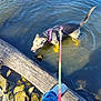 Harley joined the competition — help win amazing prizes! dog, water, leash, harness, person, jeans, shoe, log, rocks, outdoor, nature, river, sunlight, reflection, pet, animal, playful, walking, adventure, shallow_water