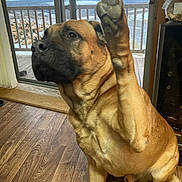 Rex is registered to the contest to win money with this photo: animal, architecture, boxer, building, bulldog, canine, dog, door, frenchbulldog, hardwood, hound, indoors, interiordesign, outdoors, pet, pitbull, plywood, puppy, shelter, wood