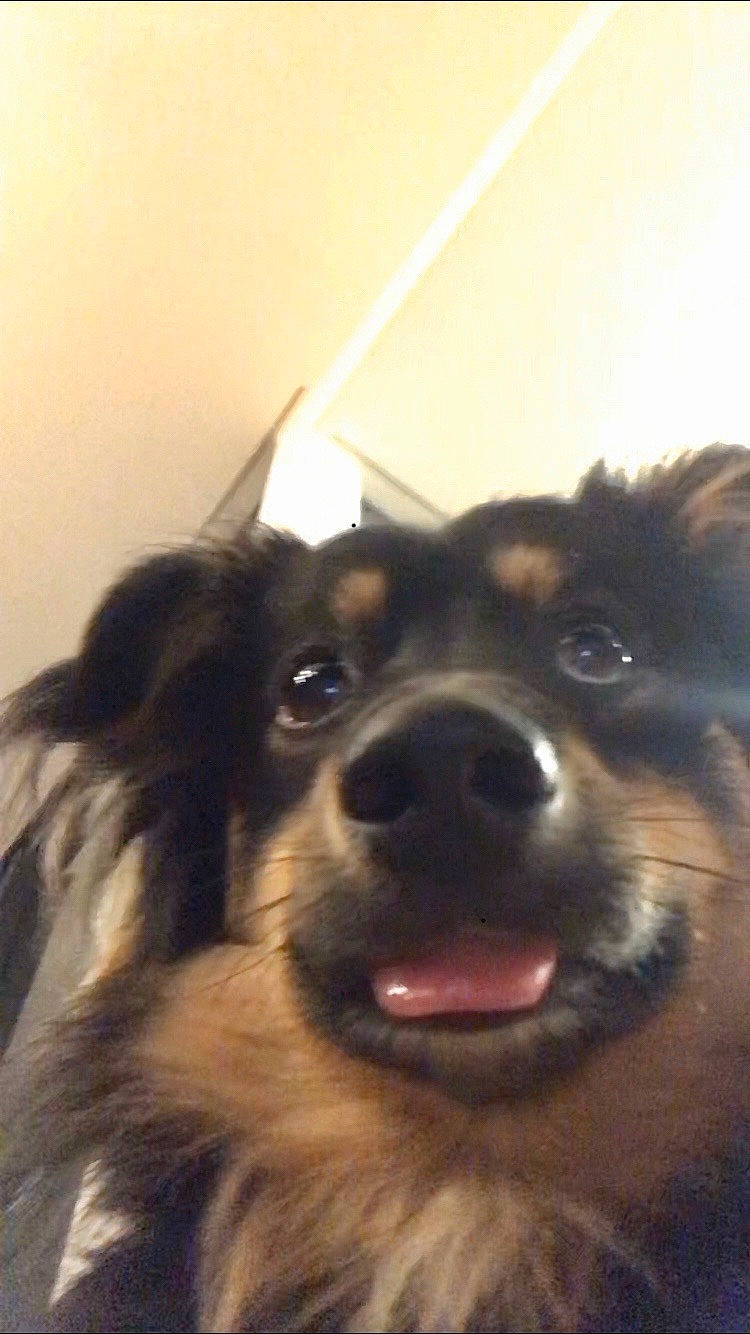 Pluto is registered to the contest to win money with this photo: australian_shepherd, border_collie, canidae, carnivore, companion_dog, dog, dog_breed, ear, herding_dog, mammal, nose, rare_breed_dog, snout, sporting_group, vertebrate, working_dog