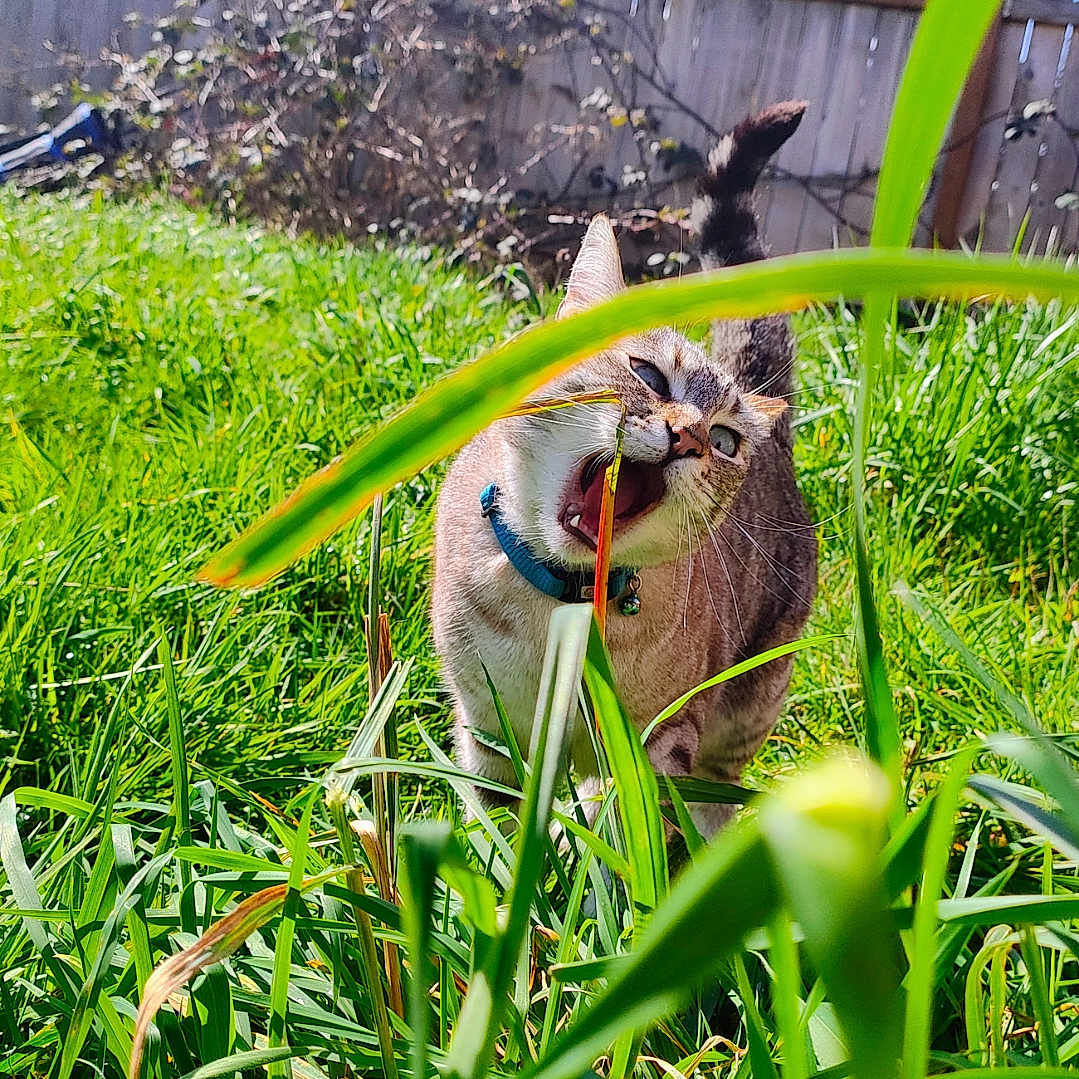 Liit is registered to the contest to win money with this photo: animal, backyard, cat, field, grass, grassland, green, herbs, jar, lawn, nature, outdoors, pet, plant, pottedplant, summer, tree, vegetation, wood, yard