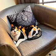 Dior is registered to the contest to win money with this photo: calico_cat, cat, leather_chair, pillow, window, sunlight, indoor, pet, resting, feline, decor, pattern, comfort, animal, collar, floor, tile_floor, relaxing, home, cozy