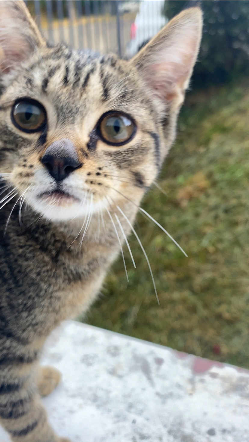 Gribou a rejoint le concours — aidez-le/la à gagner de superbes lots ! cat, tabby, whiskers, close_up, curious, outdoor, grass, animal, pet, feline, ears, nose, eyes, fur, young_cat, portrait, nature, blurred_background, closeup, muzzle