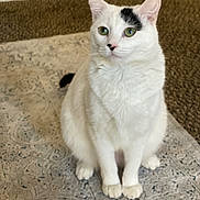 Fergie is registered to the contest to win money with this photo: cat, white_cat, green_eyes, indoor, carpet, rug, pet, animal, feline, sitting, curious, cute, fur, whiskers, ears, tail, domestic_cat, floor, house, cozy