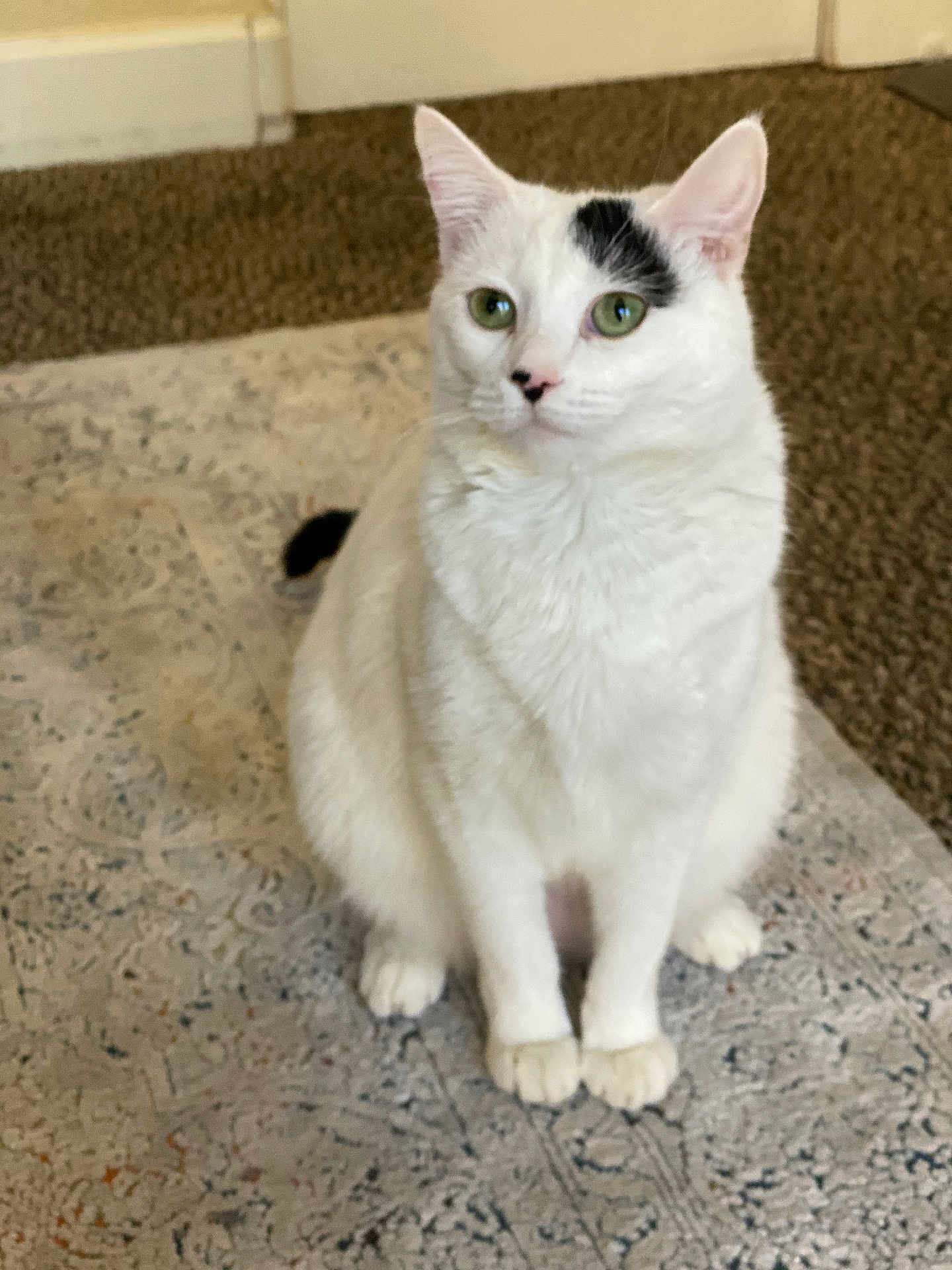 Fergie is registered to the contest to win money with this photo: cat, white_cat, green_eyes, indoor, carpet, rug, pet, animal, feline, sitting, curious, cute, fur, whiskers, ears, tail, domestic_cat, floor, house, cozy