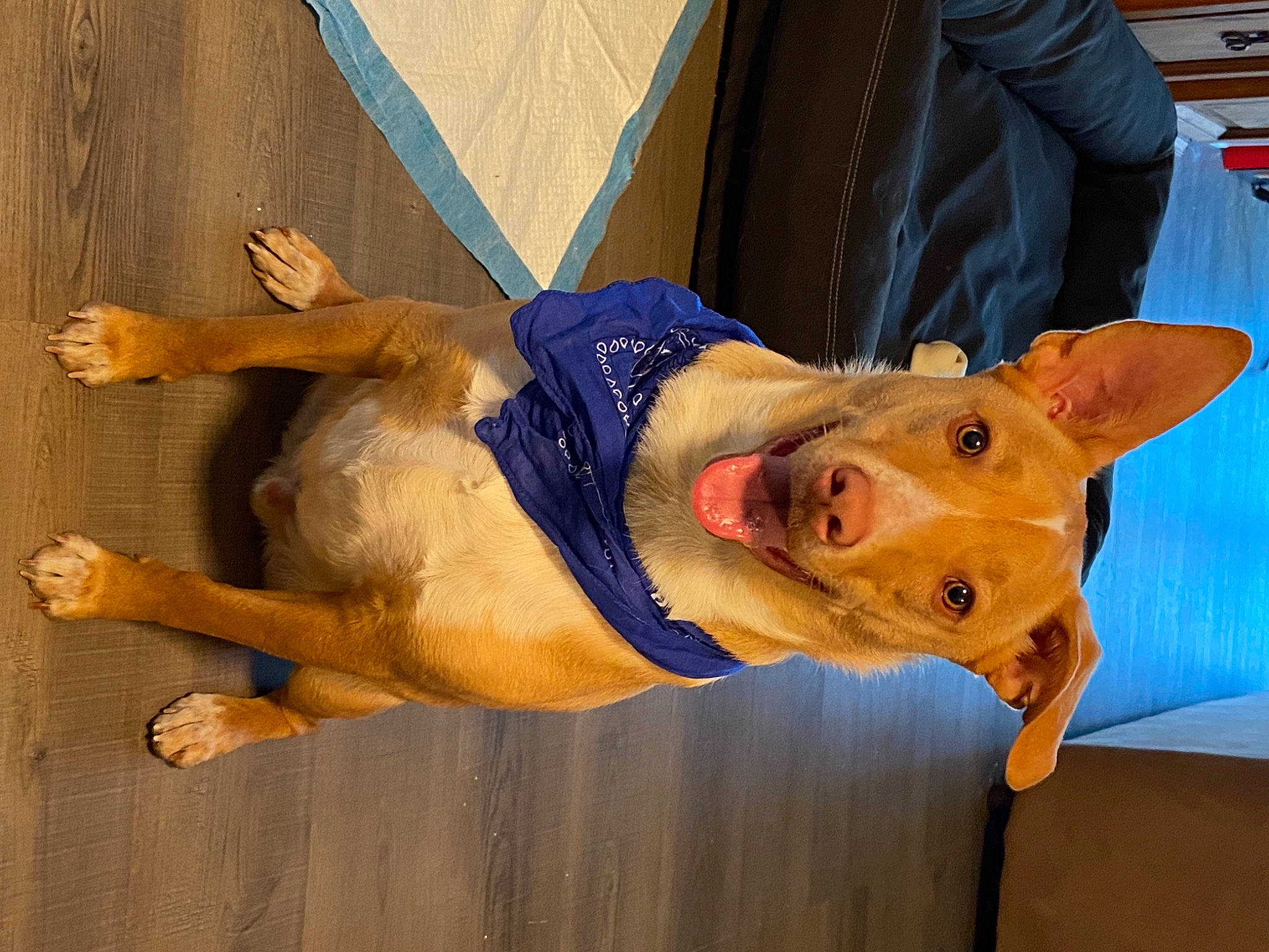 Blake is registered to the contest to win money with this photo: art, canidae, carnivore, companion_dog, dog, dog_breed, elbow, fawn, fun, fur, guard_dog, human_leg, knee, non_sporting_group, snout, sporting_group, thigh, wood, working_animal, wrinkle