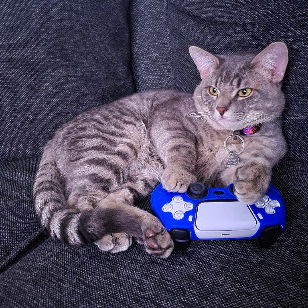 Zeus is registered to the contest to win money with this photo: abyssinian, alloywheel, animal, architecture, building, car, carwheel, cat, chair, couch, furniture, homedecor, indoors, kitten, lamp, livingroom, manx, pet, room, toy