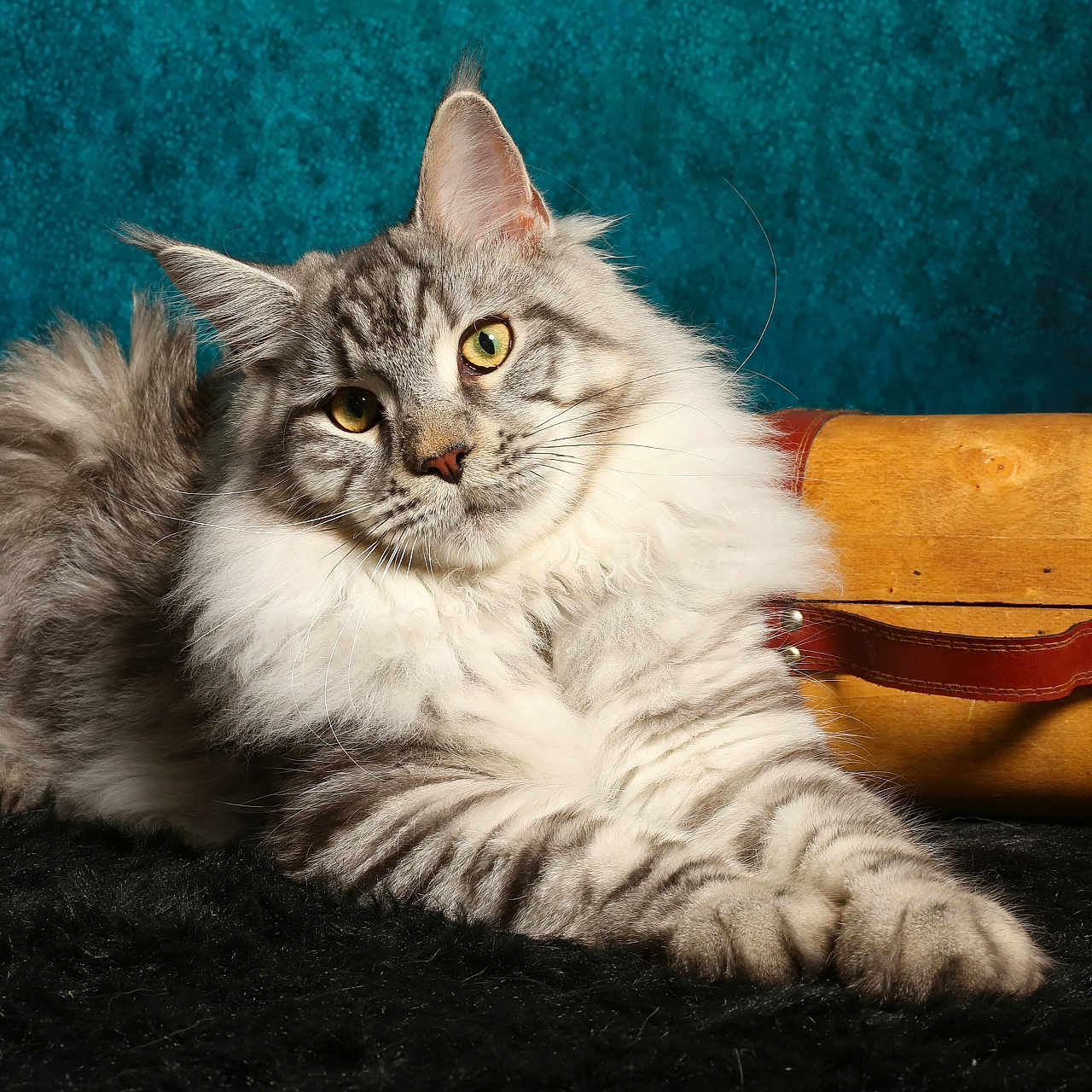 Virtuoz participe au concours pour gagner de l'argent avec cette photo : black_surface, cat, close_up, curious, domestic_animal, feline, fluffy, gray, indoor, leather_straps, long_fur, lounging, pet, portrait, relaxed, teal_background, whiskers, white, wooden_suitcase, yellow_eyes
