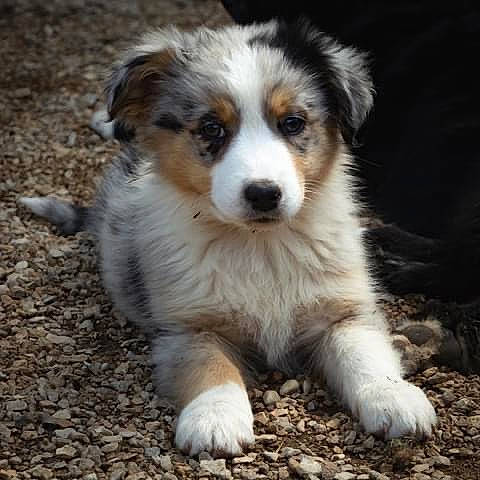 Truffe a rejoint le concours — aidez-le/la à gagner de superbes lots ! ancient_dog_breeds, australian_collie, australian_shepherd, ball, canidae, carnivore, companion_dog, dog, dog_breed, fur, herding_dog, miniature_australian_shepherd, puppy, soil, sporting_group, terrestrial_animal, whiskers, working_dog
