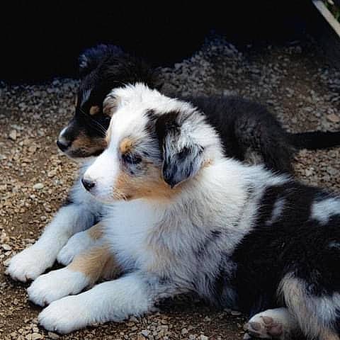Truffe participe au concours pour gagner de l'argent avec cette photo : australian_shepherd, bored, carnivore, companion_dog, dog, dog_breed, fur, herding_dog, plant, snout, sporting_group, terrestrial_animal, whiskers, working_dog