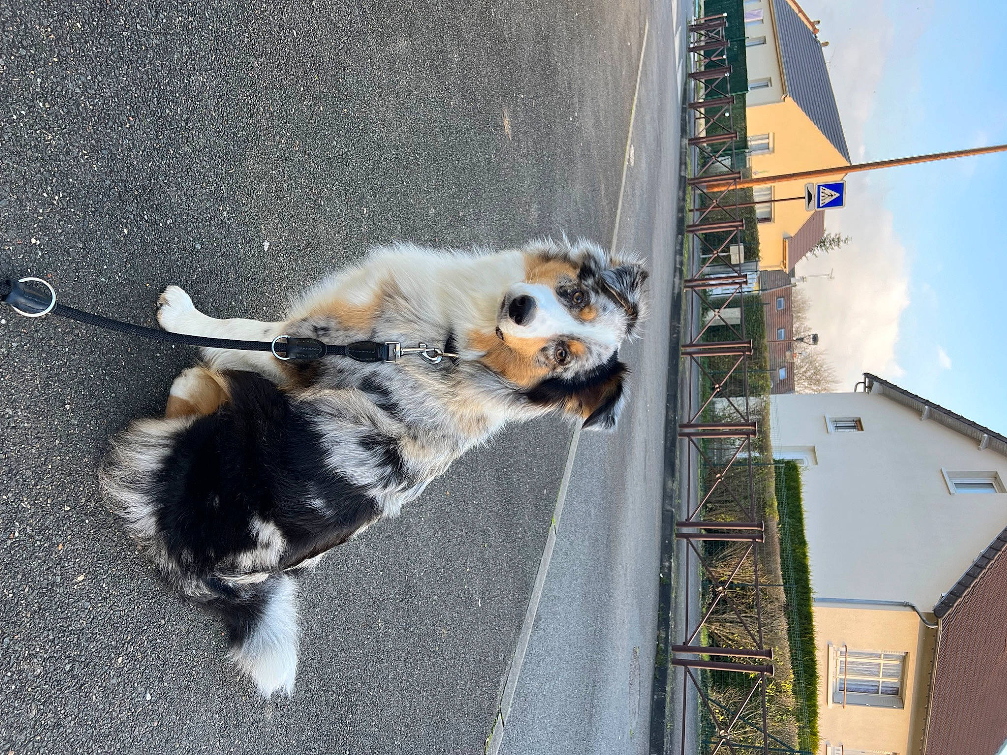Truffe participe au concours pour gagner de l'argent avec cette photo : asphalt, building, canidae, carnivore, cloud, collar, companion_dog, dog, dog_breed, felidae, fur, house, pet_supply, pole, sky, small_to_medium_sized_cats, snout, sporting_group, tail, wire