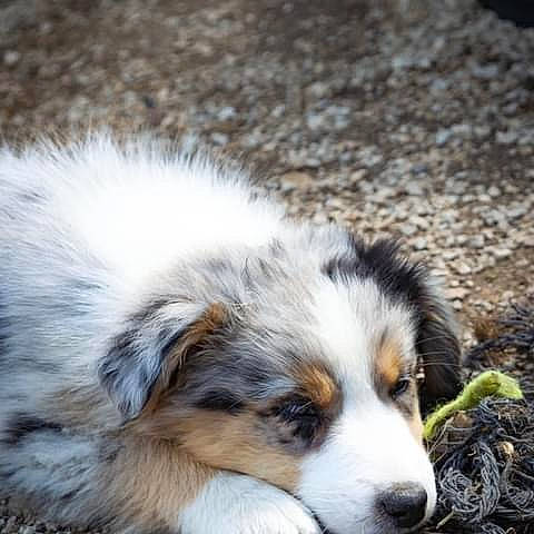 Truffe a rejoint le concours — aidez-le/la à gagner de superbes lots ! australian_collie, australian_shepherd, canidae, carnivore, companion_dog, dog, dog_breed, fur, herding_dog, miniature_australian_shepherd, puppy, sporting_group, terrestrial_animal, toy_dog, whiskers, working_dog