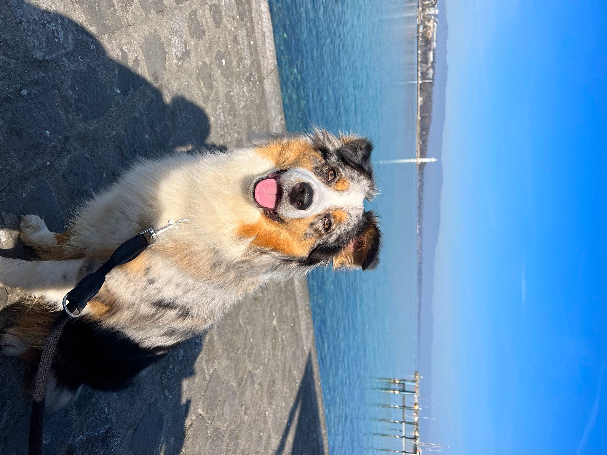 Truffe a rejoint le concours — aidez-le/la à gagner de superbes lots ! canidae, carnivore, collar, companion_dog, dog, dog_breed, dog_collar, electric_blue, eyewear, fawn, fur, leash, line, pet_supply, sky, snout, sporting_group, sunglasses, water, whiskers