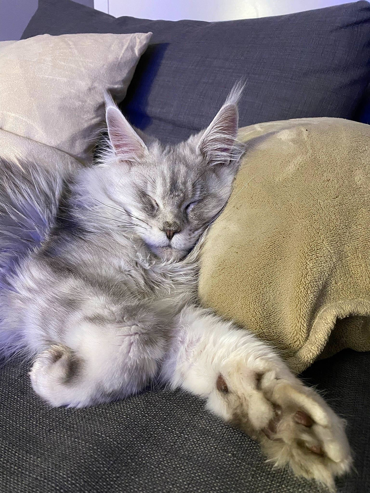 Sweet participe au concours pour gagner de l'argent avec cette photo : bed, bed_sheet, carnivore, cat, claw, comfort, couch, domestic_short_haired_cat, fawn, felidae, fur, grey, linens, nap, paw, pillow, sleep, small_to_medium_sized_cats, tail, whiskers