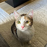 Mishka a rejoint le concours — aidez-le/la à gagner de superbes lots ! cat, calico_cat, domestic_cat, pet, indoor, carpet, whiskers, pink_nose, yellow_eyes, ears, close_up, portrait, curious, sitting, looking_up, furniture, wooden_table, living_room, cute, soft_light