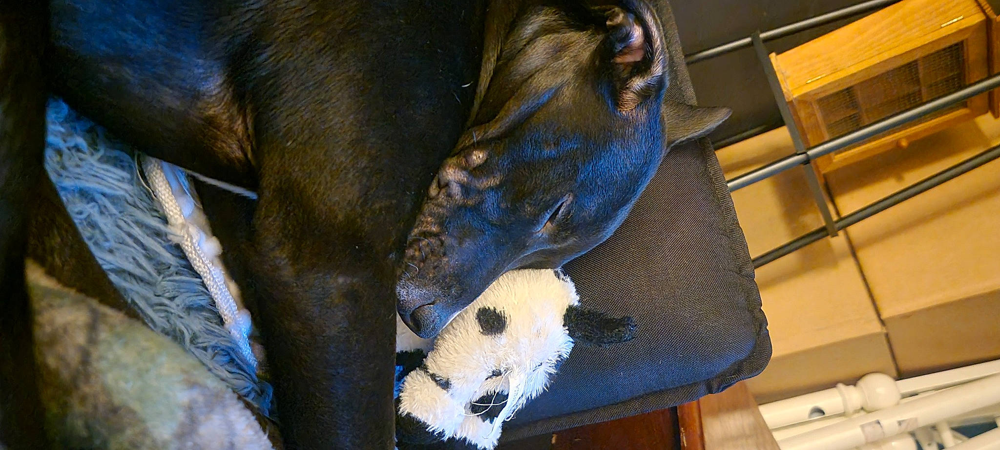 Nala joined the competition — help win amazing prizes! canidae, carnivore, comfort, companion_dog, dog, dog_breed, electric_blue, fawn, fur, human_leg, livestock, mammal, pet_supply, snout, sporting_group, terrestrial_animal, vertebrate, whiskers, wood, working_animal