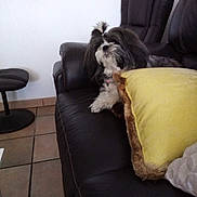 Maya participe au concours pour gagner de l'argent avec cette photo : dog, couch, pillow, indoor, leather, pet, fur, topknot, tile_floor, furniture, living_room, cozy, resting, black_and_white, small_dog, domestic_animal, companion, cute, relaxed, home