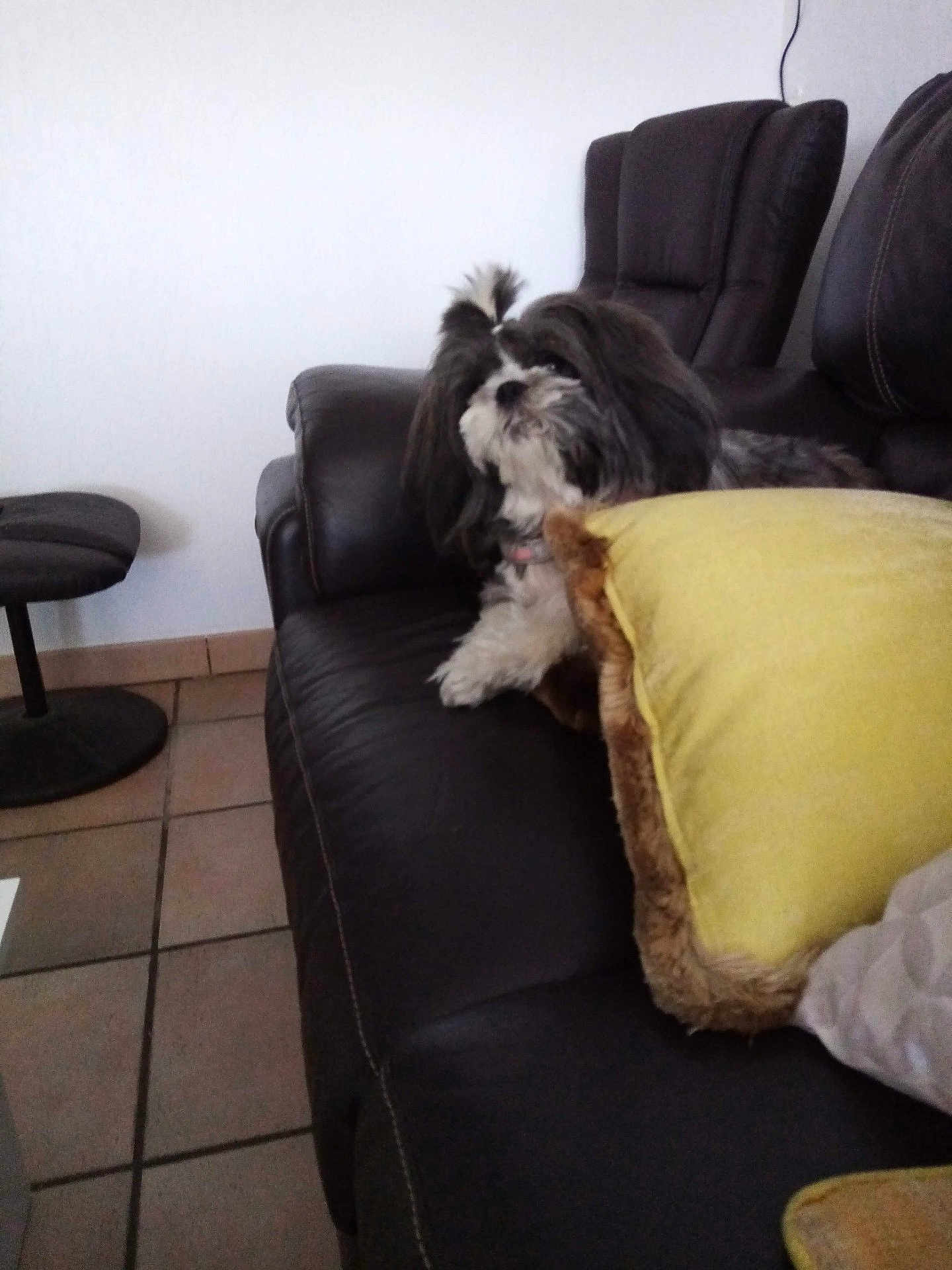 Maya participe au concours pour gagner de l'argent avec cette photo : dog, couch, pillow, indoor, leather, pet, fur, topknot, tile_floor, furniture, living_room, cozy, resting, black_and_white, small_dog, domestic_animal, companion, cute, relaxed, home
