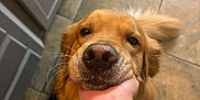 Bailee joined the competition — help win amazing prizes! dog, golden_retriever, pet, animal, close_up, nose, hand, floor, tile, kitchen, cabinet, fur, whiskers, domestic_animal, friendly, mammal, cute, companion, indoor, tail