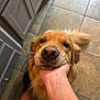dog, golden_retriever, pet, animal, close_up, nose, hand, floor, tile, kitchen, cabinet, fur, whiskers, domestic_animal, friendly, mammal, cute, companion, indoor, tail