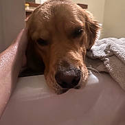 Bailee is registered to the contest to win money with this photo: dog, golden_retriever, pet, bathtub, towel, hand, wet, relaxed, close_up, indoors, sleepy, brown_fur, snout, nose, ear, fur, domestic_animal, animal, comfort, bathroom