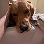 dog, golden_retriever, pet, bathtub, towel, hand, wet, relaxed, close_up, indoors, sleepy, brown_fur, snout, nose, ear, fur, domestic_animal, animal, comfort, bathroom