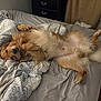 Bailee is registered to the contest to win money with this photo: dog, golden_retriever, bed, blanket, sleepy, relaxed, fur, paw, indoor, cozy, canine, pet, animal, resting, fluffy, comfort, cute, domestic, lying_down, tail