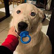 Flash a rejoint le concours — aidez-le/la à gagner de superbes lots ! dog, white_dog, pacifier, blue_pacifier, human_hand, big_eyes, close_up, indoor, floor_tiles, chair, clothes_rack, laundry, furniture, pet_toy, playful, sitting, mouth, black_nose, toy_ring, domestic_interior