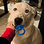dog, white_dog, pacifier, blue_pacifier, human_hand, big_eyes, close_up, indoor, floor_tiles, chair, clothes_rack, laundry, furniture, pet_toy, playful, sitting, mouth, black_nose, toy_ring, domestic_interior