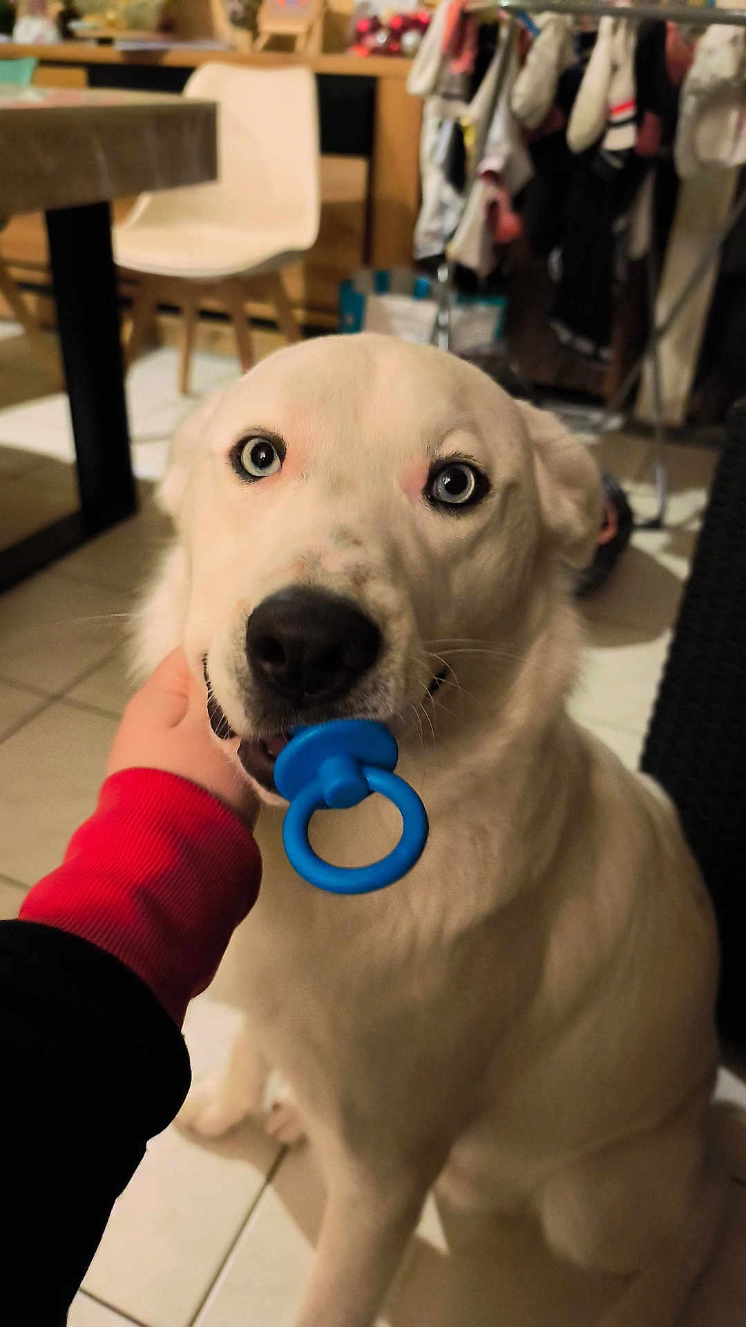 Flash a rejoint le concours — aidez-le/la à gagner de superbes lots ! dog, white_dog, pacifier, blue_pacifier, human_hand, big_eyes, close_up, indoor, floor_tiles, chair, clothes_rack, laundry, furniture, pet_toy, playful, sitting, mouth, black_nose, toy_ring, domestic_interior