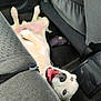 dog, puppy, white_dog, blue_eyes, tongue_out, lying_on_back, upside_down, car_interior, backseat, seat, fabric_seat, seat_back_pocket, floor_mat, pet, happy, cute, canine, smiling, playful, vehicle