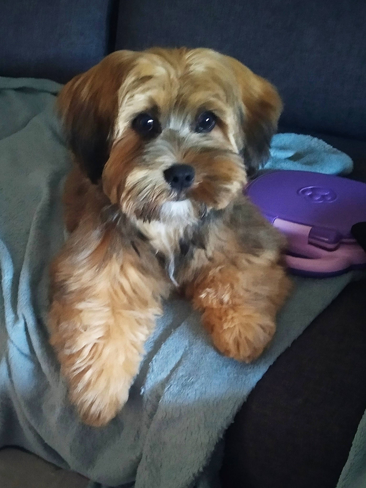 Romano participe au concours pour gagner de l'argent avec cette photo : canidae, carnivore, cavachon, cavapoo, chinese_imperial_dog, companion_dog, dog, dog_breed, lhasa_apso, maltepoo, mammal, morkie, poodle_crossbreed, puppy, schnoodle, shih_poo, shih_tzu, sporting_lucas_terrier, vertebrate, yorkipoo