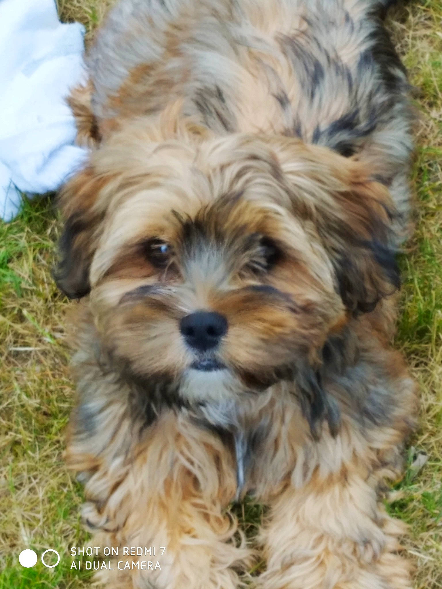 Romano participe au concours pour gagner de l'argent avec cette photo : biewer_terrier, bolonka, canidae, carnivore, chinese_imperial_dog, companion_dog, dog, dog_breed, havanese, lhasa_apso, maltepoo, mammal, morkie, puppy, sporting_lucas_terrier, terrier, tibetan_terrier, vertebrate, yorkipoo, yorkshire_terrier