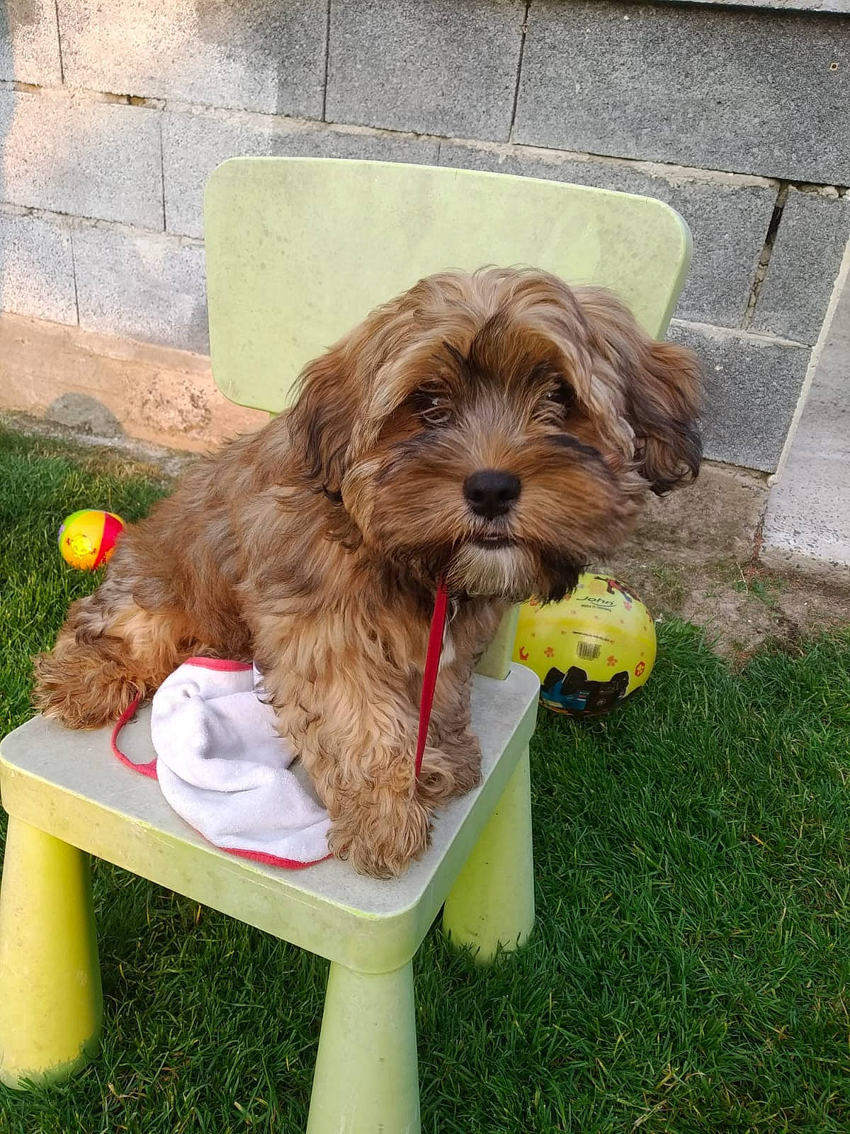 Romano a rejoint le concours — aidez-le/la à gagner de superbes lots ! bolonka, canidae, carnivore, cavachon, cavapoo, cockapoo, companion_dog, dog, dog_breed, grass, havanese, mammal, poodle_crossbreed, puppy, schnoodle, shih_tzu, sporting_group, sporting_lucas_terrier, vertebrate, yorkipoo