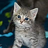 animal, background_blur, blue_eyes, cat, closeup, curious, cute, domestic, fur, gray, indoor, kitten, mammal, pet, sitting, small, soft, tabby, whiskers, young