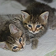Bella And Stella is registered to the contest to win money with this photo: adorable, animal, blue_eyes, cat, closeup, cute, domestic_cat, fur, indoor, kitten, pet, resting, sleepy, snuggle, soft, tabby, texture, two_kittens, whiskers, young