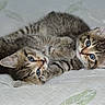 animal, bedspread, blue_eyes, cat, close_up, cute, domestic_animal, feline, fur, indoor, kitten, lying_down, pet, playful, sleepy, soft_texture, tabby, two_kittens, whiskers, young