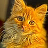 animal, cat, close_up, curious, cute, domestic_cat, face, feline, fluffy, furry, golden_eyes, indoor, mammal, orange_cat, pet, portrait, soft_fur, warm_lighting, whiskers, young